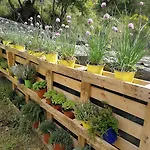 Viola Nel Parco *