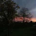 Viola Nel Parco Farma