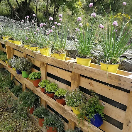 Viola Nel Parco *