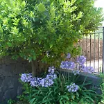 Viola Nel Parco