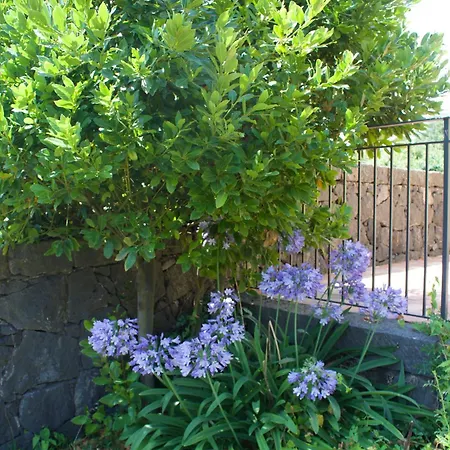 Viola Nel Parco