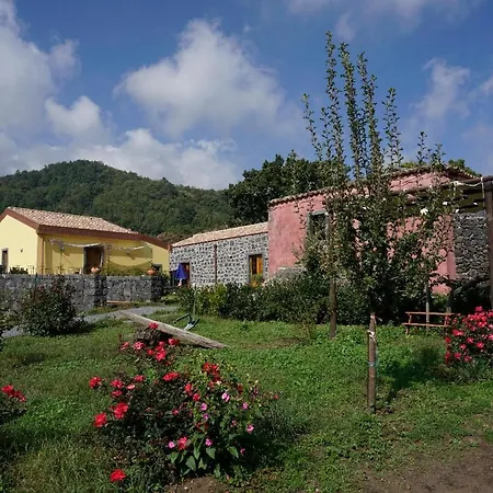 Viola Nel Parco